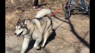 Alaskan Malamute Sled Dog Rig Race!