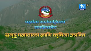 समृद्ध पलाताका लागि कृषिमा क्रान्ति || Palata Gaupalika || Kalikot || TV Today HD ||