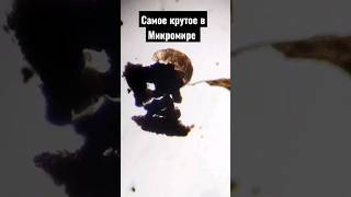 Самое крутое существо под микроскопом это ТИХОХОДКА