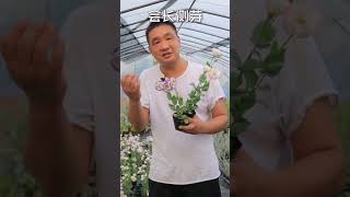 还记得3个月前买的洋桔梗吗，开花结束了记得修剪一下。养的好年年开花。