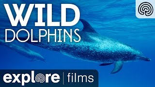 Wild Dolphins | Explore Films