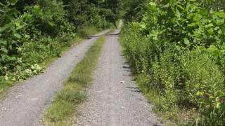 Black Creek Preserve in Esopus, NY Walking unpaved road ASMR