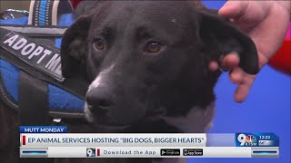 Mutt Mondays: El Paso Animal Services to host 'Big dogs, bigger hearts'