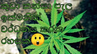 🍁🍁කුඩා කන්සා පැල ලොකු කරගන්න විශ්මිත ක්‍රමය