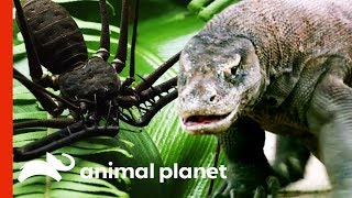 Extreme Wildlife and Fascinating Nature on Animal Planet (Compilation)