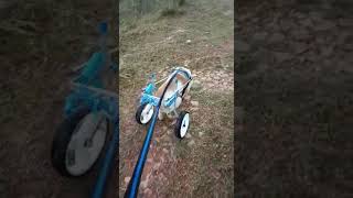 MIntbowl dog wheelchairs India Stray Dog running Mob 9979035679