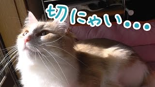 《甘えんぼ猫 ラズリ》落ちたのは私の責任ではない -ノルウェージャンフォレストキャット-