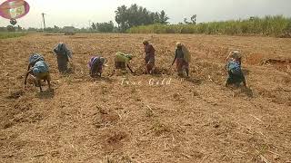 sugarcane cultivation/கரும்பு மறுதாம்பு