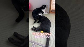 【今日のねこちゃん】猫を飼おうか迷っておられる方の参考になれば幸いです