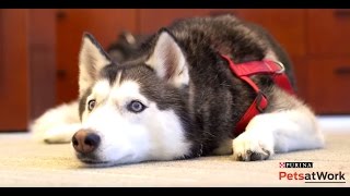 Purina Pets at Work - Tips for Having Cats & Dogs at Work