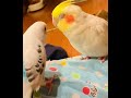 オカメインコセキセイインコ仲良し