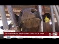 inside look at how arizona dairy farmers keep cows cool during summer months