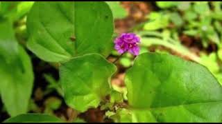 Thazhuthama's  Medicinal and Basic Uses||Gardeneca Home