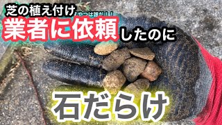 【芝生壊滅・TM9】51日目　芝を食い荒らすやつは誰だ！！