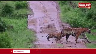 Nagarahole Tiger Reserve Forest Area| ತಾಯಿ ಹುಲಿಯೊಂದಿಗೆ ನಾಲ್ಕು ಮರಿ ಹುಲಿಗಳು ಪ್ರತ್ಯಕ್ಷ  ‌‌ | Secular Tv