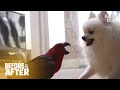 This Little Parrot Lala Picks Fight With Ex-Bestie Dog | Before & After Makeover Ep 36