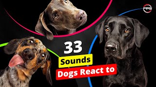 33 Sounds Dogs React To - Play to Your Dog 🐶
