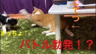 【可愛い】キャバリア犬と猫の壮絶バトル？？