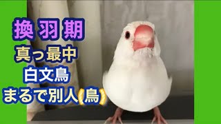 換羽期白文鳥の珍行為 笑ってしまう可愛い仕草