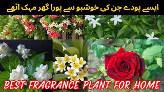 Best Fragrant Plants 😍 For Home 🏡. Fragrance Flowering Plants. The Gardening Hub