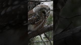 Close encounter with a Northern Saw-whet Owl in Colorado #birds #birding #birdphotography