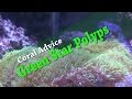 Coral Advice - Green Star Polyps