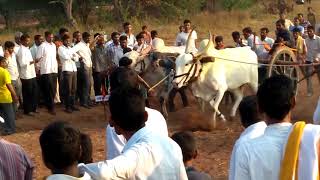 Terebandi shartu . Uttar Karnataka .(6)