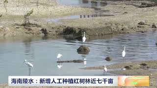 [中国三农报道]海南陵水：新增人工种植红树林近七千亩|农业致富经 Agriculture And Farming