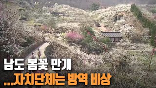 남도 봄꽃 만개…자치단체는 방역 비상 / KBS 2021.03.11.