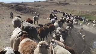 bugün  koyunu  tuzladık çoban arkadaşlarla  koyu muhabet