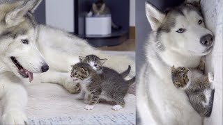 ハスキー犬の子猫と一生懸命に仲良くしようとして1か月後の結果がこちらです。