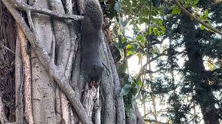 在公園裡的松鼠～🌳🌿🌱🪵🪨🐿🐿 #松鼠