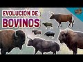 Evolución de: los BOVINOS (y especialmente BISONTES) ft. el origen de los félidos