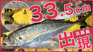 【アジング】余裕の尺上アジ連発!極寒堤防で短時間勝負のフロートゲーム【淡路島】