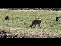 山県市四国山公園に野生のサルの大群