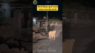 સિંહણે જુઓ અમારા ગામમા આંટા ફેરા મારયા SasanGir Wildlife Asiatic Lion#trending #forest #gir #viral