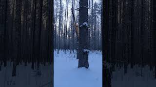 Exploding Trees Explained (Extreme Cold) ❄️💥