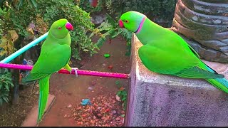 Unbelievable flying tame parrot