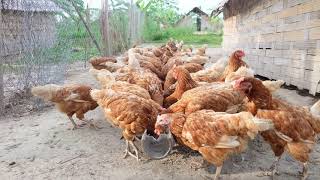 ຟາມໄກ່, poultry Farm ฟาร์มไก่