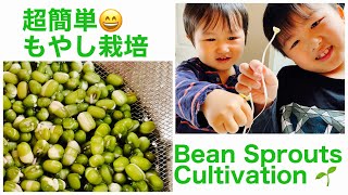 Super easy bean sprouts cultivation          超簡単もやし栽培