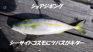 ショアジギングでツバスが釣れた