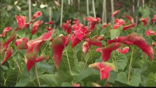 Hawaii Grown, Hawaii Made: Green Point Nurseries