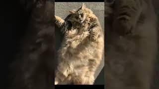 Part 440_ Funny animals videos from TikTok! Try not to laugh! 😹🐶🤣🔥🤣