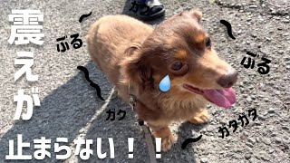 散歩と思ってたら動物病院だと気づき震えが止まらない先住犬チワックスもこと保護犬カニヘンダックスこと