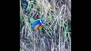 This #kingfisher keeps his #head as #steady as can be while #fishing!