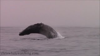 9.13.21 Humpback Whales