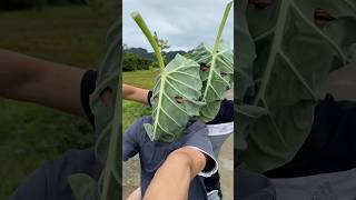 Chú Hưng Đi Cháy Phố Cùng Đồng Bọn #funny #hưngtivi #haihuoc