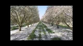 Almond Bloom and 2013 California Nut Crop