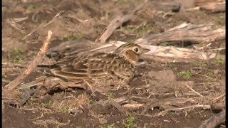 Alouette des champs - Sky Lark -Feldlerche  ( Alauda arvensis )