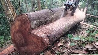 COBA BAR BARU BELAH KAYU DURIAN YANG TERSAMBAR PETIR STHIL 070